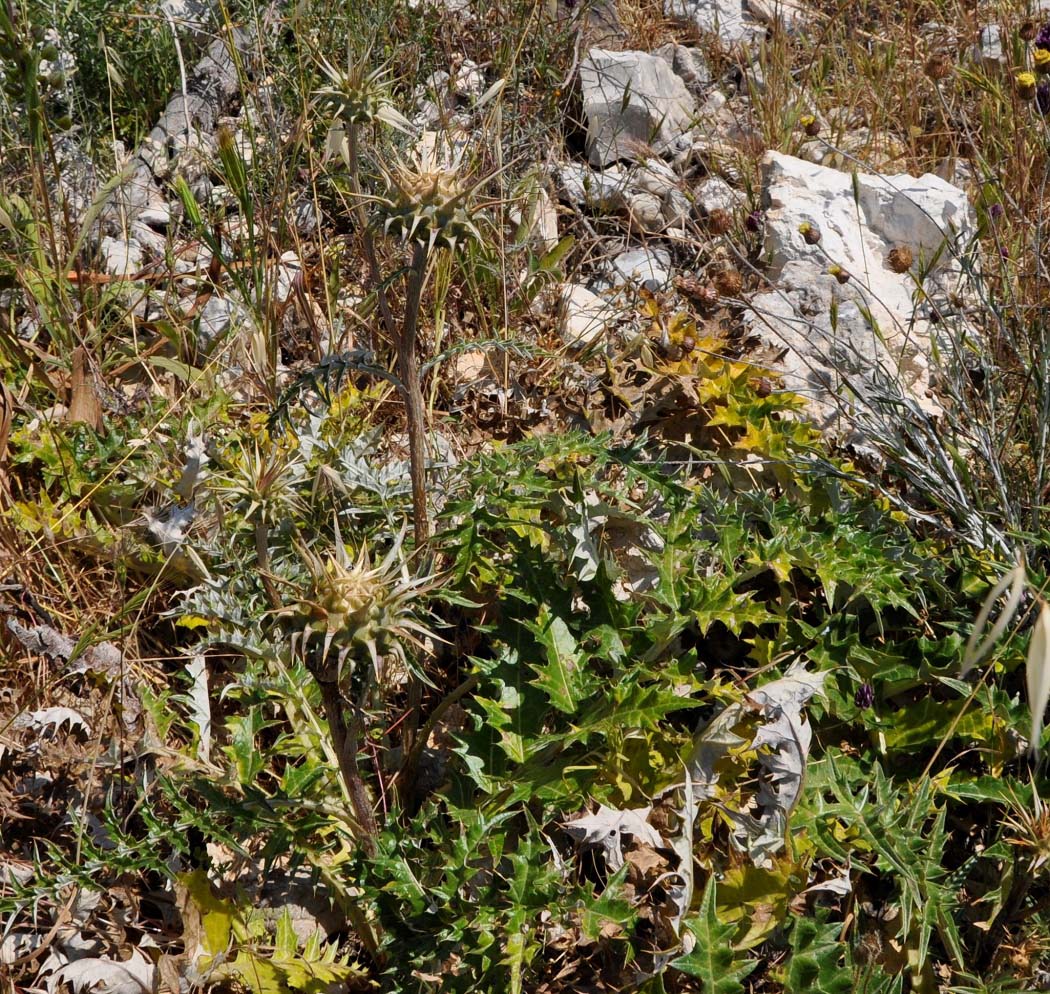 Image of Cynara cornigera specimen.