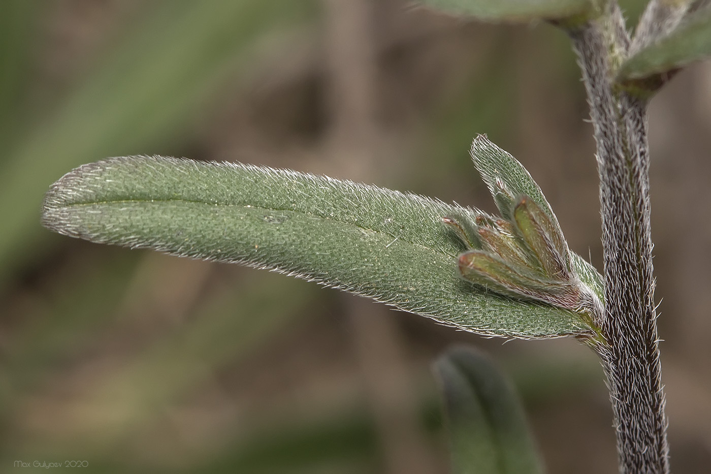 Image of Buglossoides arvensis specimen.