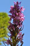 Dactylorhiza sibirica. Соцветие. Республика Алтай, Онгудайский р-н, пер. Семинский, начало ручья в лесотундре на границе кедрача, около 1800 м н.у.м. 07.08.2010.