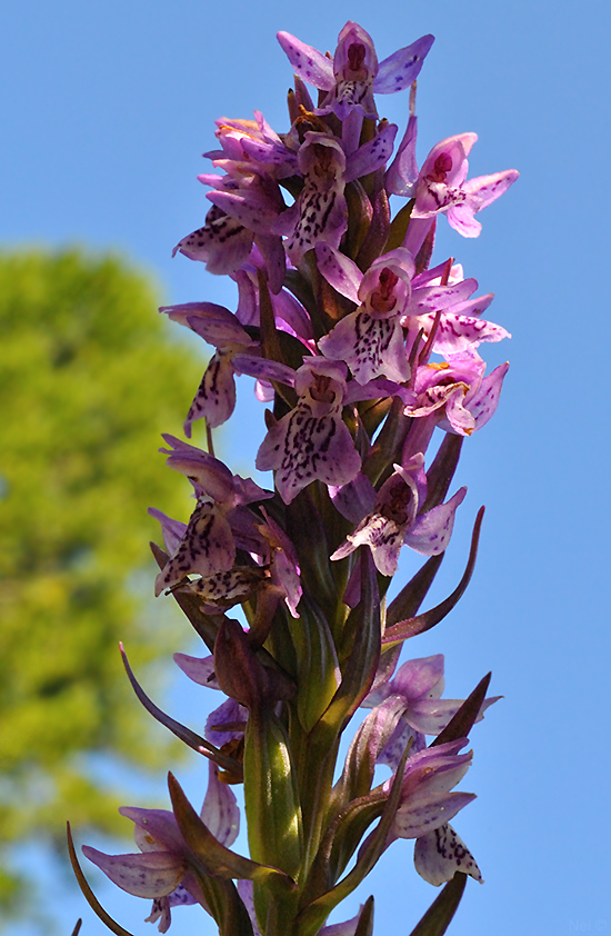 Изображение особи Dactylorhiza sibirica.