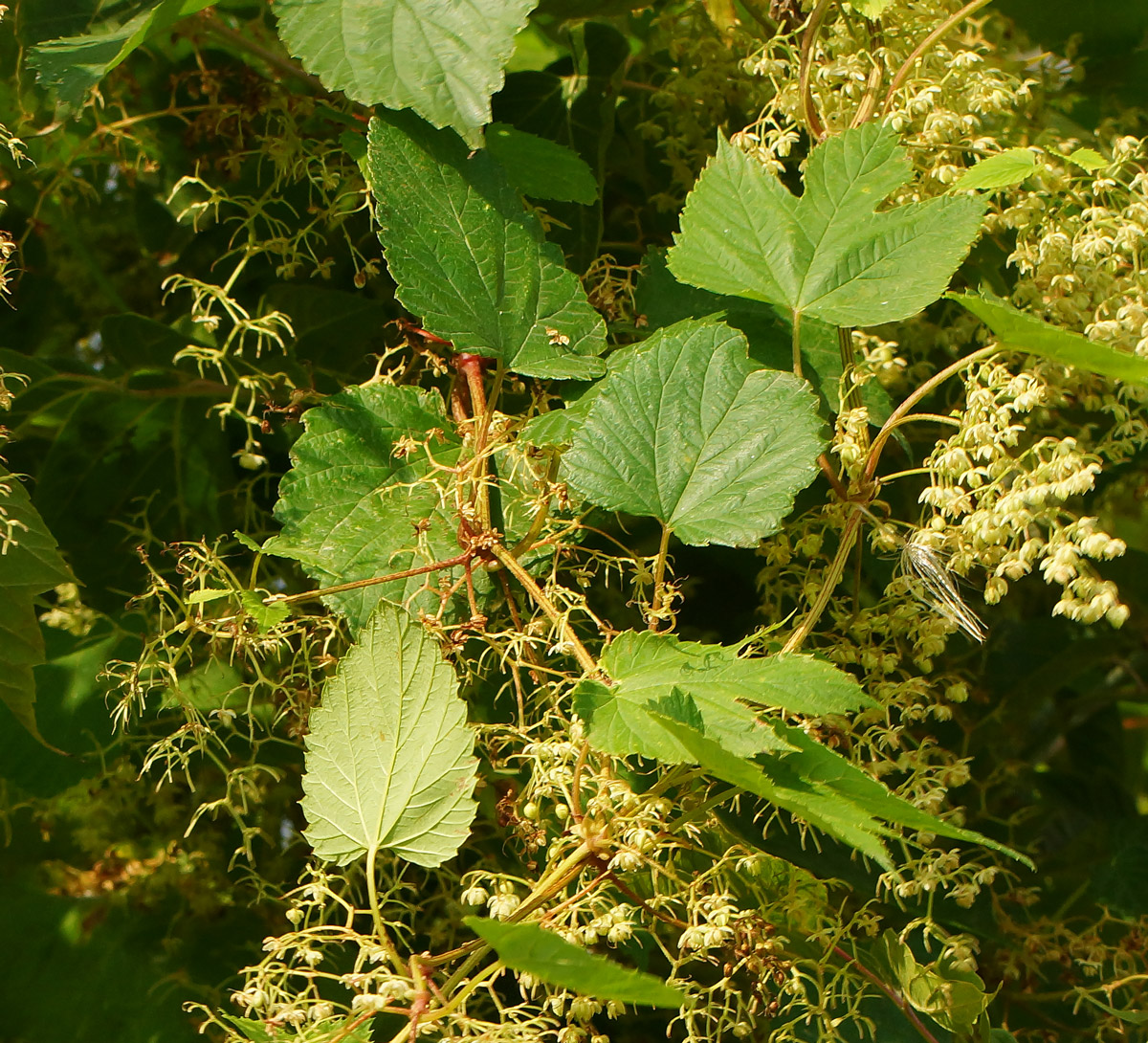 Image of Humulus lupulus specimen.