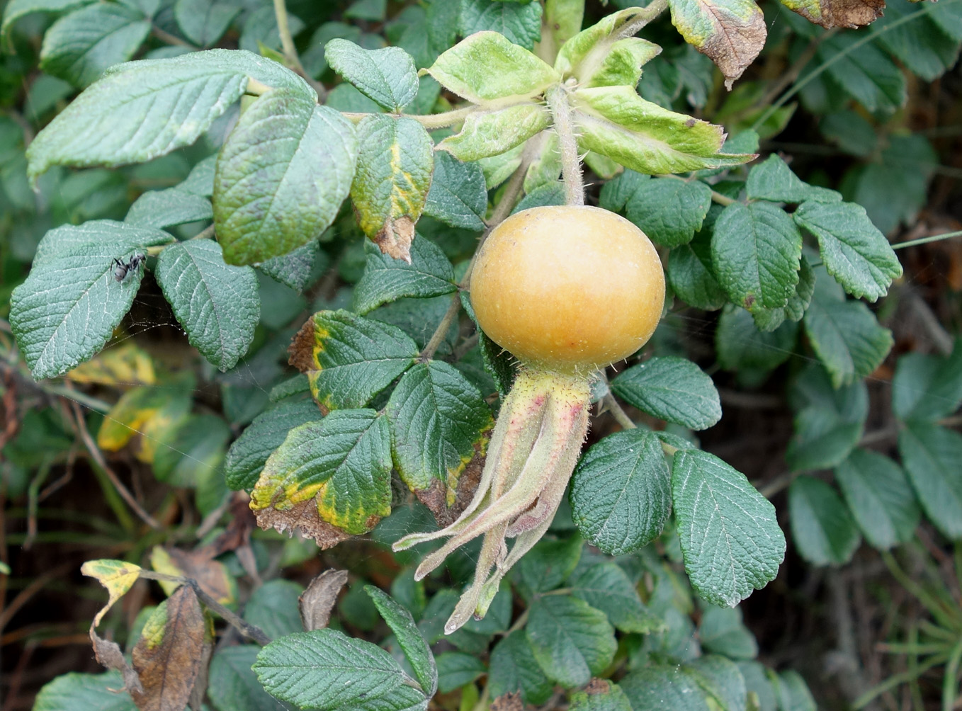 Изображение особи Rosa rugosa.