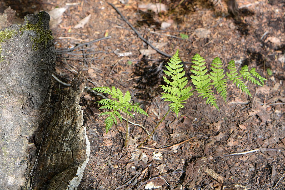 Image of Dryopteris carthusiana specimen.