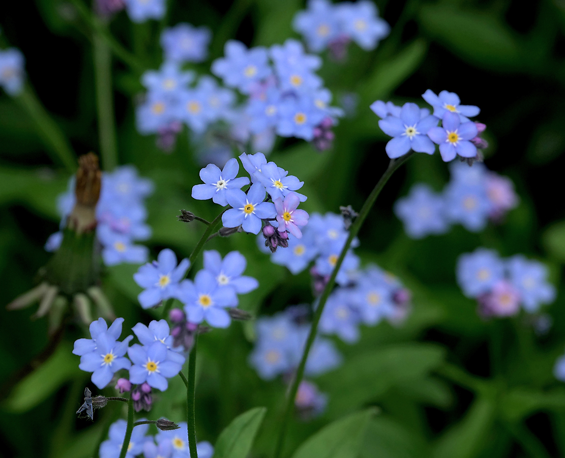 Image of Myosotis sylvatica specimen.