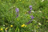 Polygala major