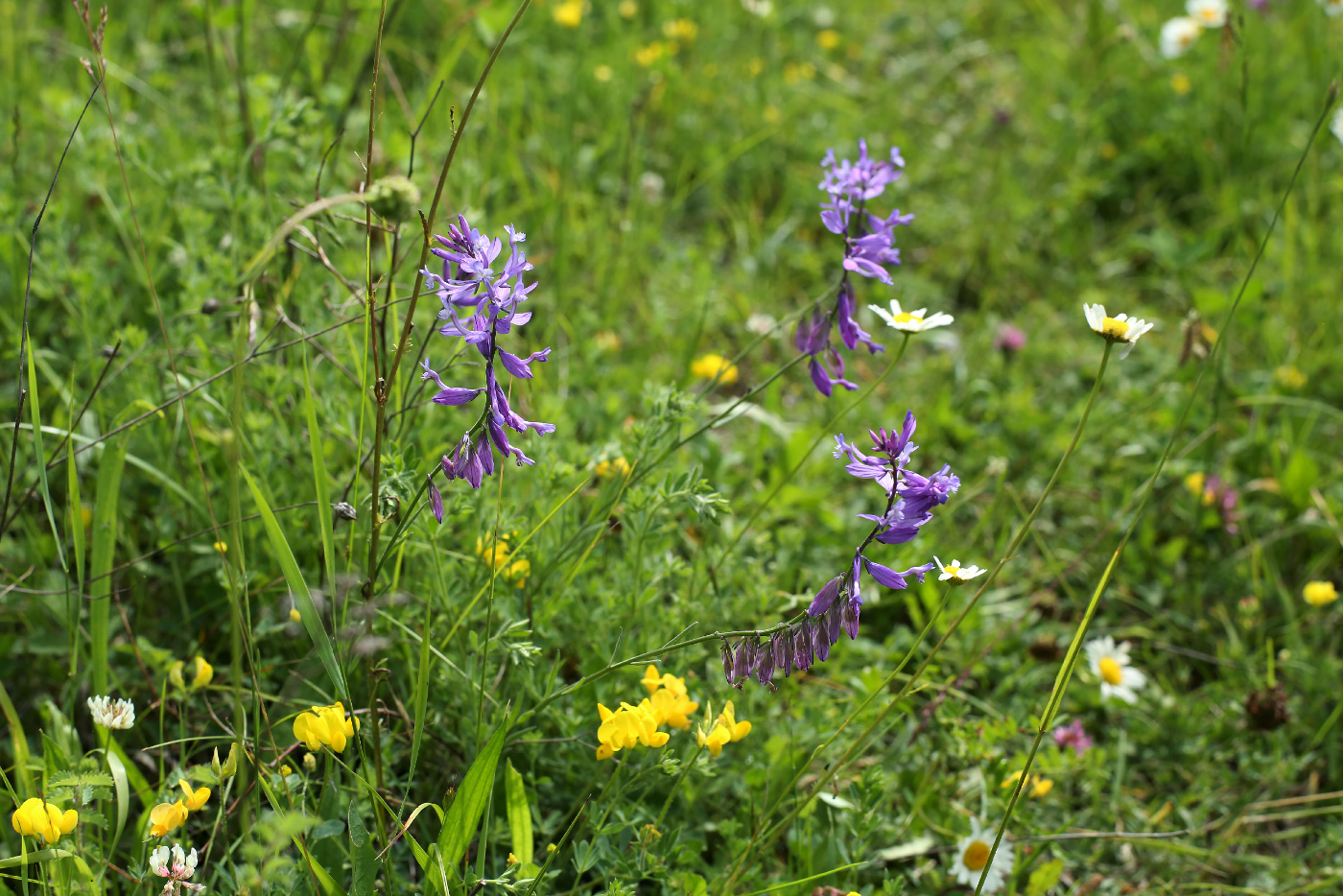 Image of Polygala major specimen.