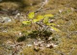 род Quercus. Молодое растение. Краснодарский край, Крымский р-н, окр. станицы Гладковская, грязевой вулкан Гладковские сопки, дубовый лес, поросшая мхом каменистая поляна. 25.04.2020.