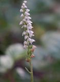 Goodyera repens
