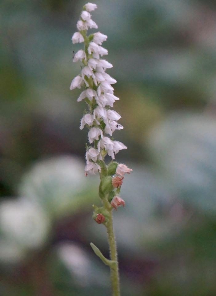 Image of Goodyera repens specimen.