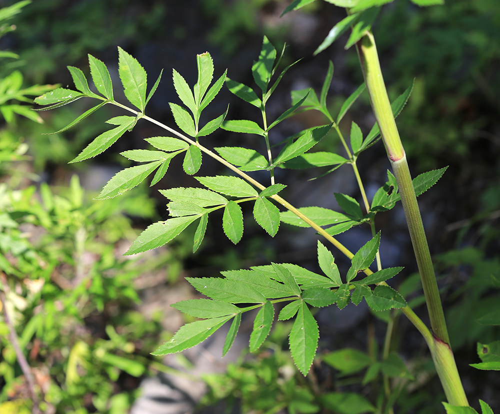 Image of Angelica anomala specimen.