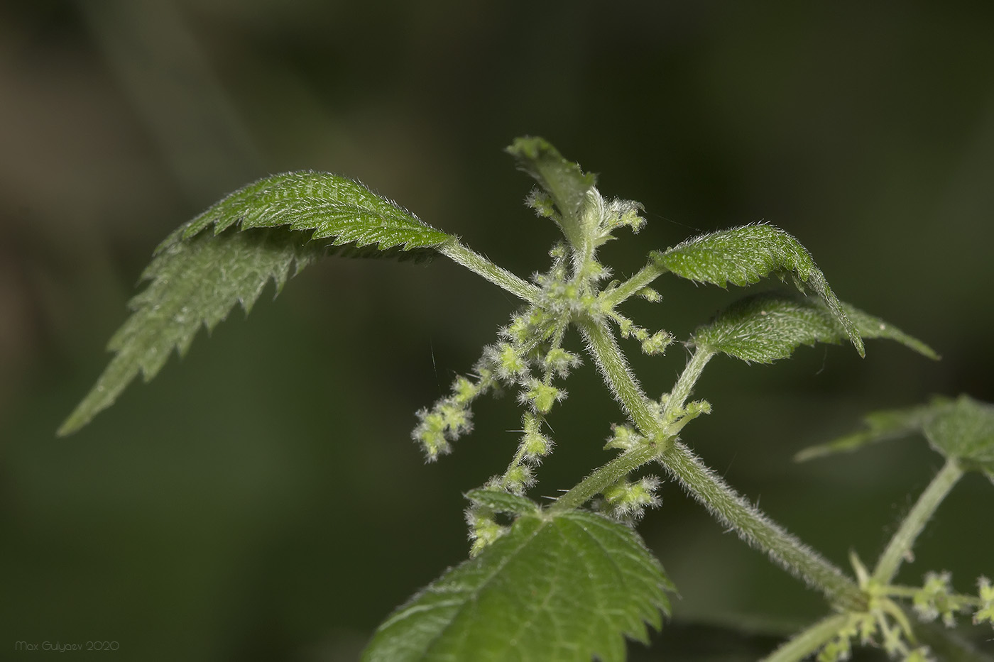 Изображение особи род Urtica.