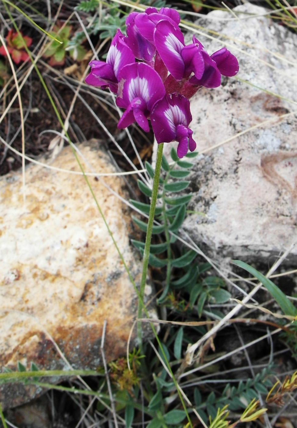 Image of Oxytropis brevicaulis specimen.