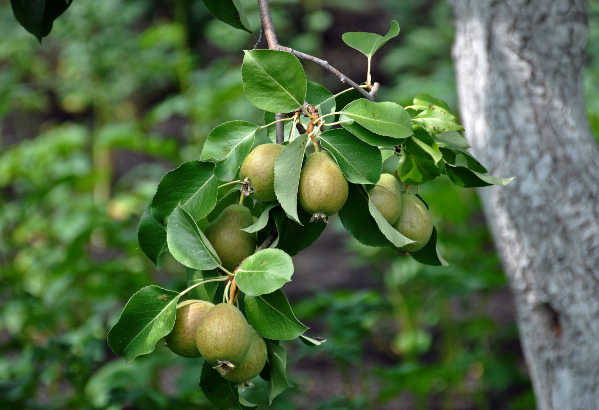 Image of Pyrus communis specimen.