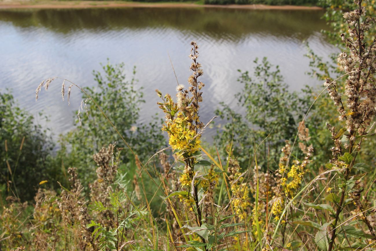 Изображение особи Solidago virgaurea.