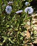 Globularia alypum. Верхушки побегов с соцветиями. Испания, Каталония, провинция Барселона, горный массив Монсеррат, горный склон, высота ок. 1000 м н.у.м. Январь.