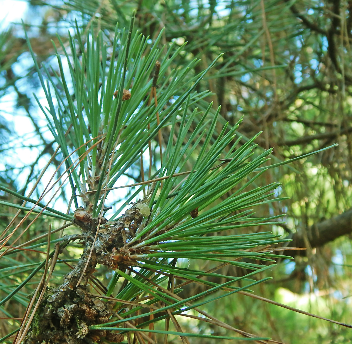 Изображение особи Pinus thunbergii.