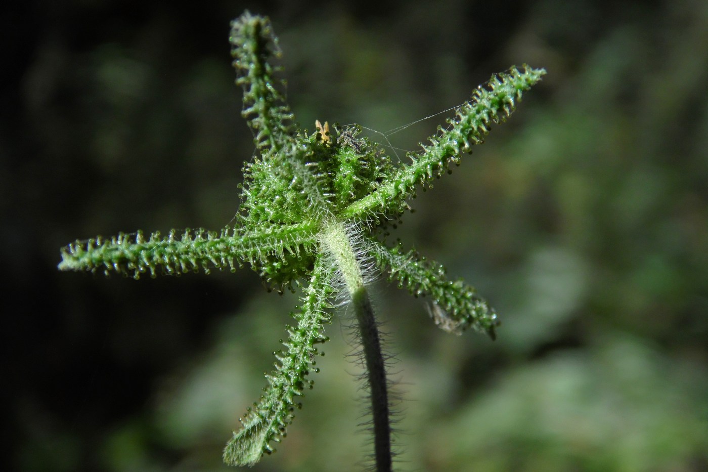 Изображение особи Sigesbeckia orientalis.