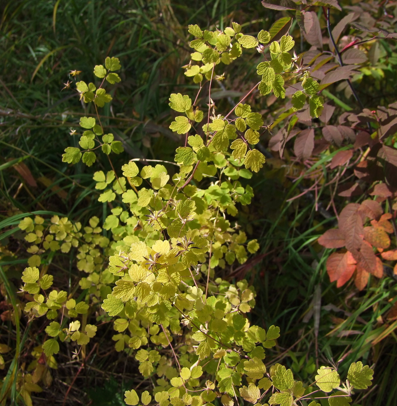 Image of Thalictrum sparsiflorum specimen.