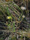 genus Tragopogon. Верхушка цветущего и плодоносящего растения. Тульская обл., Узловский р-н, окр. с. Люторичи, окраина залежи. 04.10.2020.