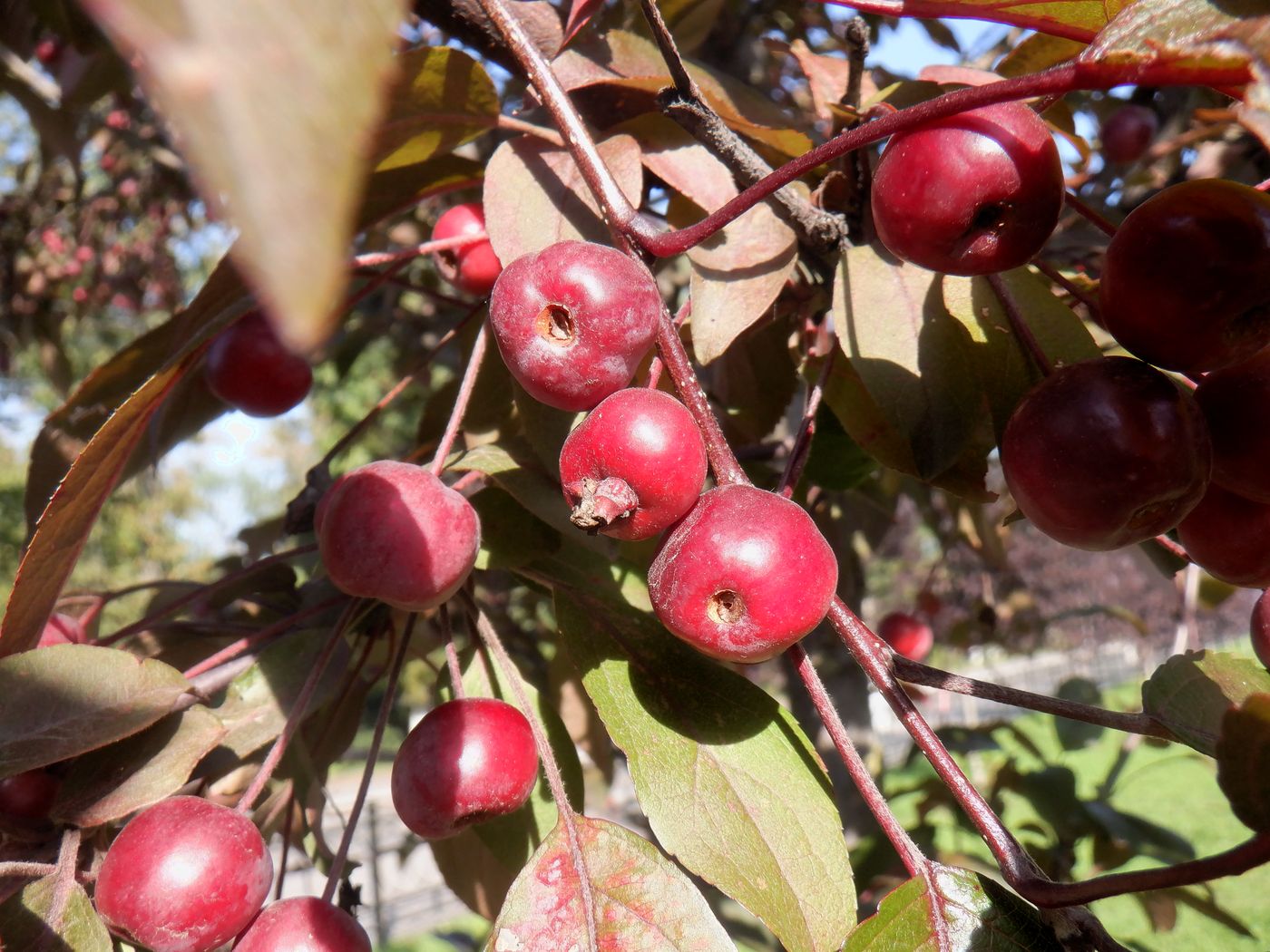 Image of Malus &times; purpurea specimen.