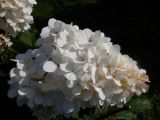 Hydrangea paniculata. Соцветие. Тверская обл., г. Тверь, городской сад, в культуре. 22 сентября 2020 г.