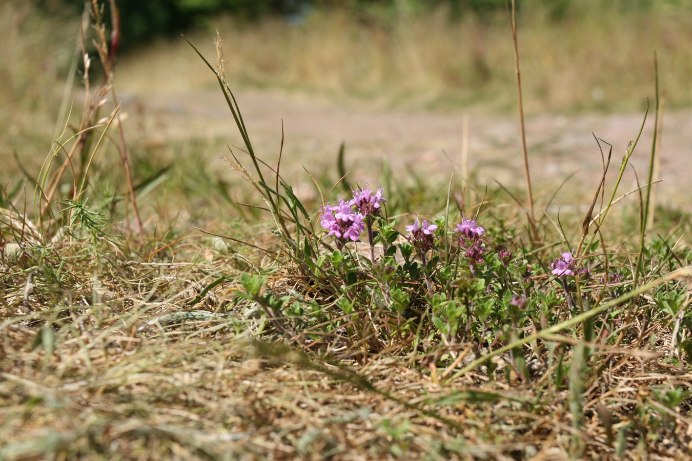 Image of Thymus serpyllum specimen.