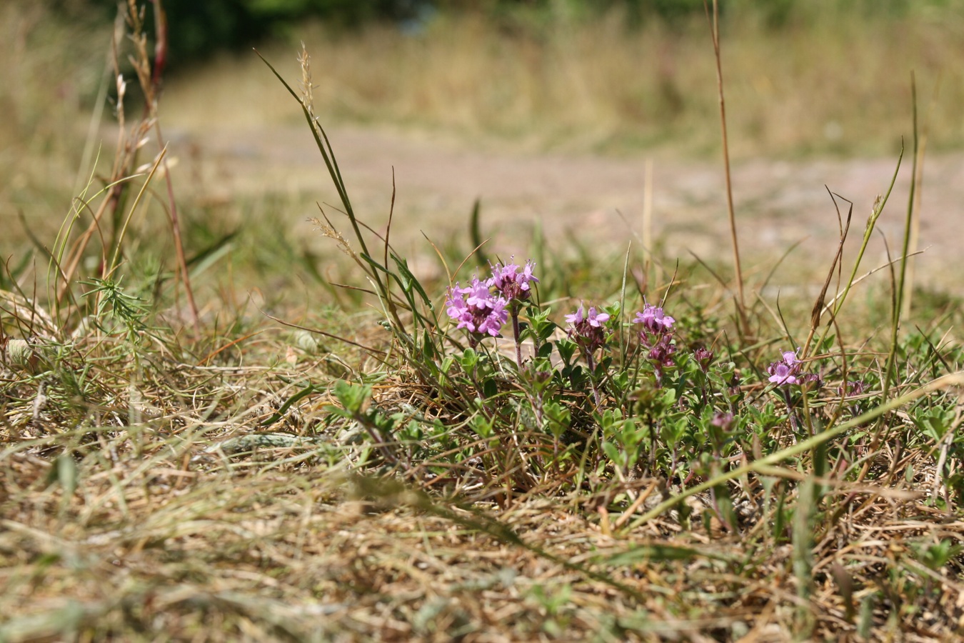 Изображение особи Thymus serpyllum.