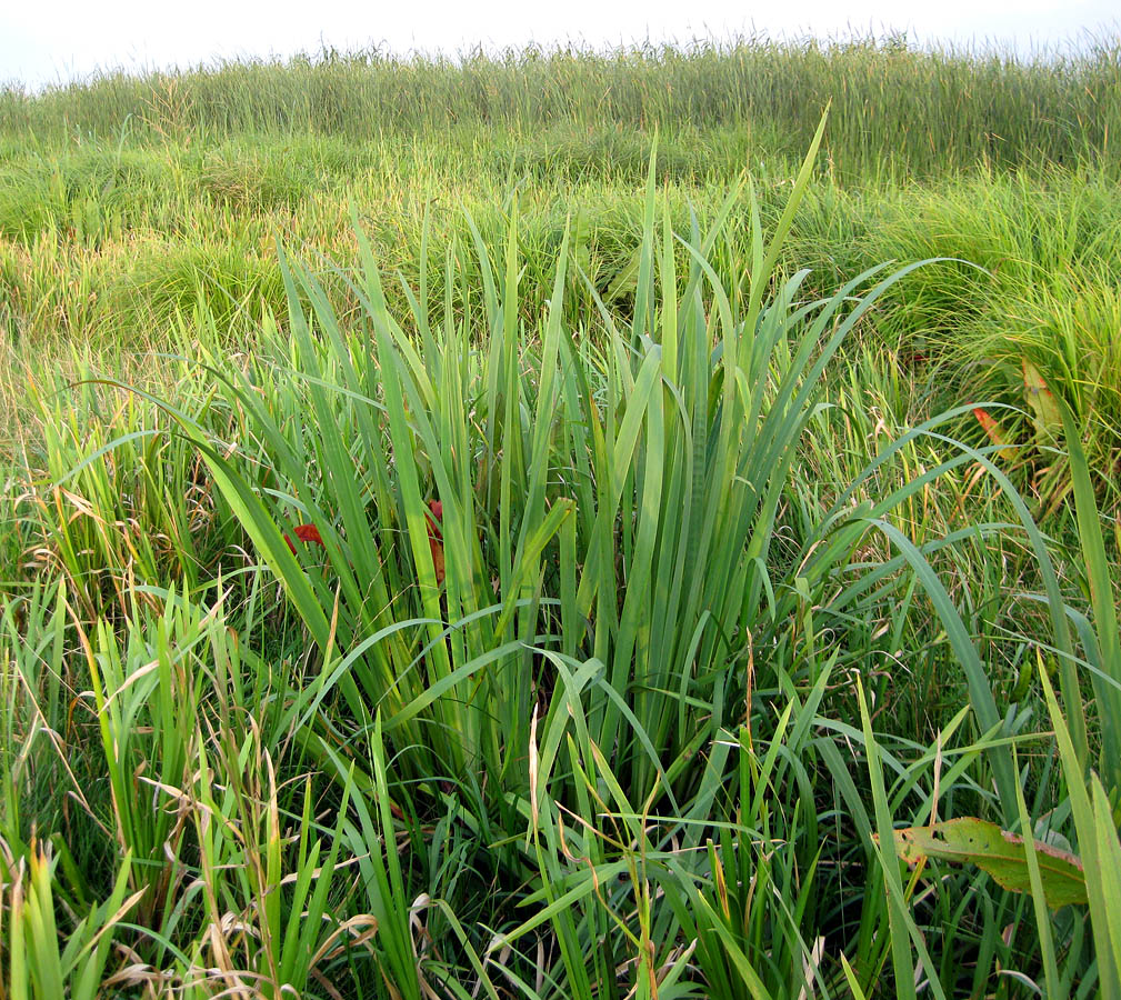 Изображение особи Iris pseudacorus.