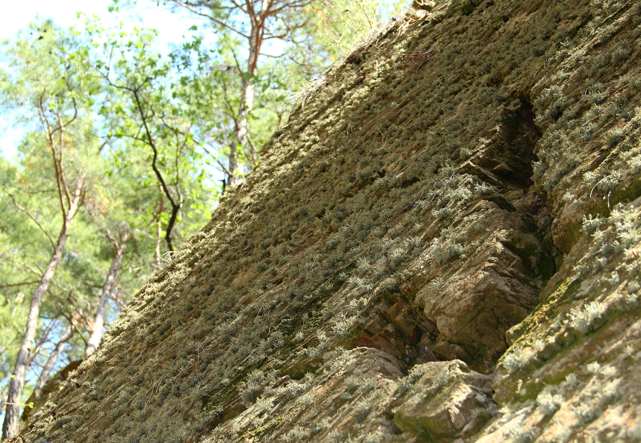 Image of Roccella phycopsis specimen.