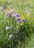 Allium schoenoprasum