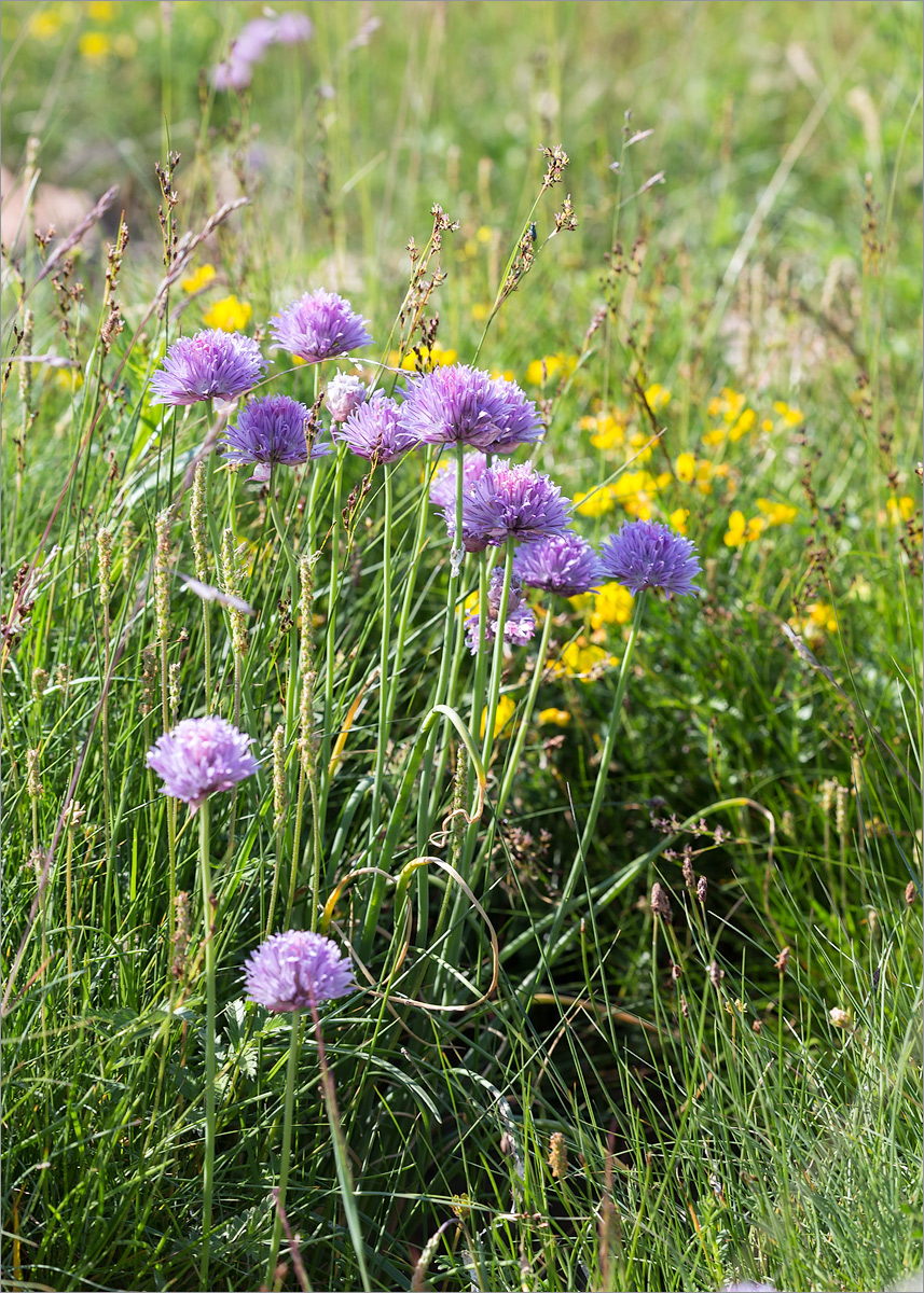 Image of Allium schoenoprasum specimen.