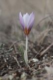 Crocus tauricus