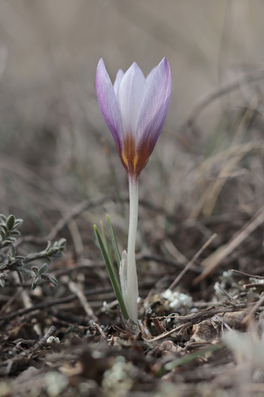 Изображение особи Crocus tauricus.