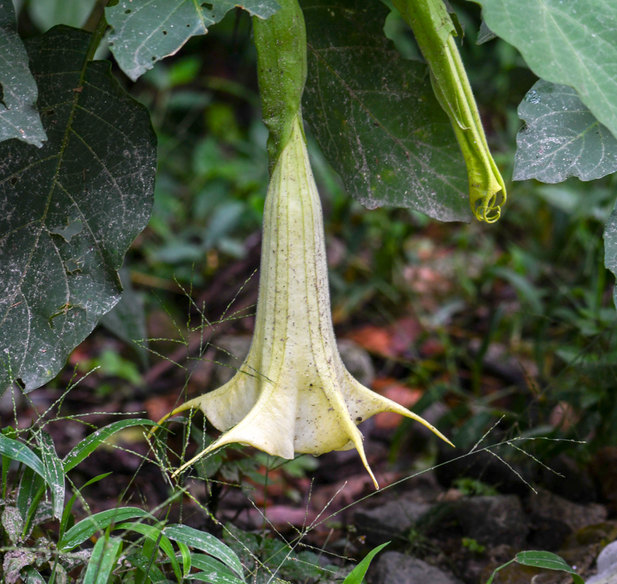 Изображение особи Brugmansia &times; candida.