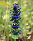 Ajuga genevensis