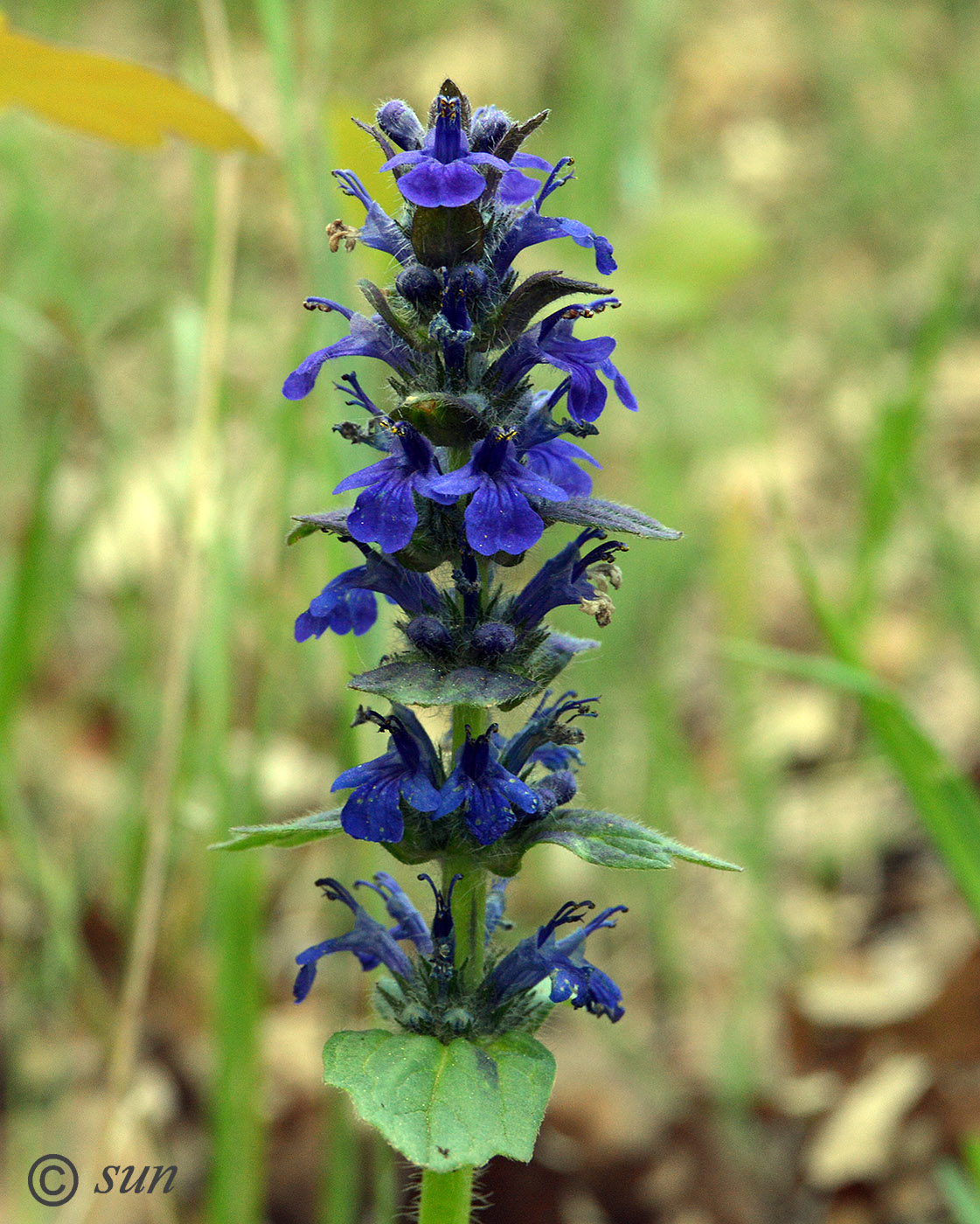 Image of Ajuga genevensis specimen.