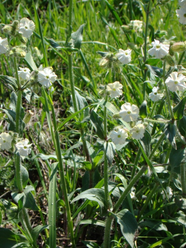 Изображение особи Melandrium latifolium.