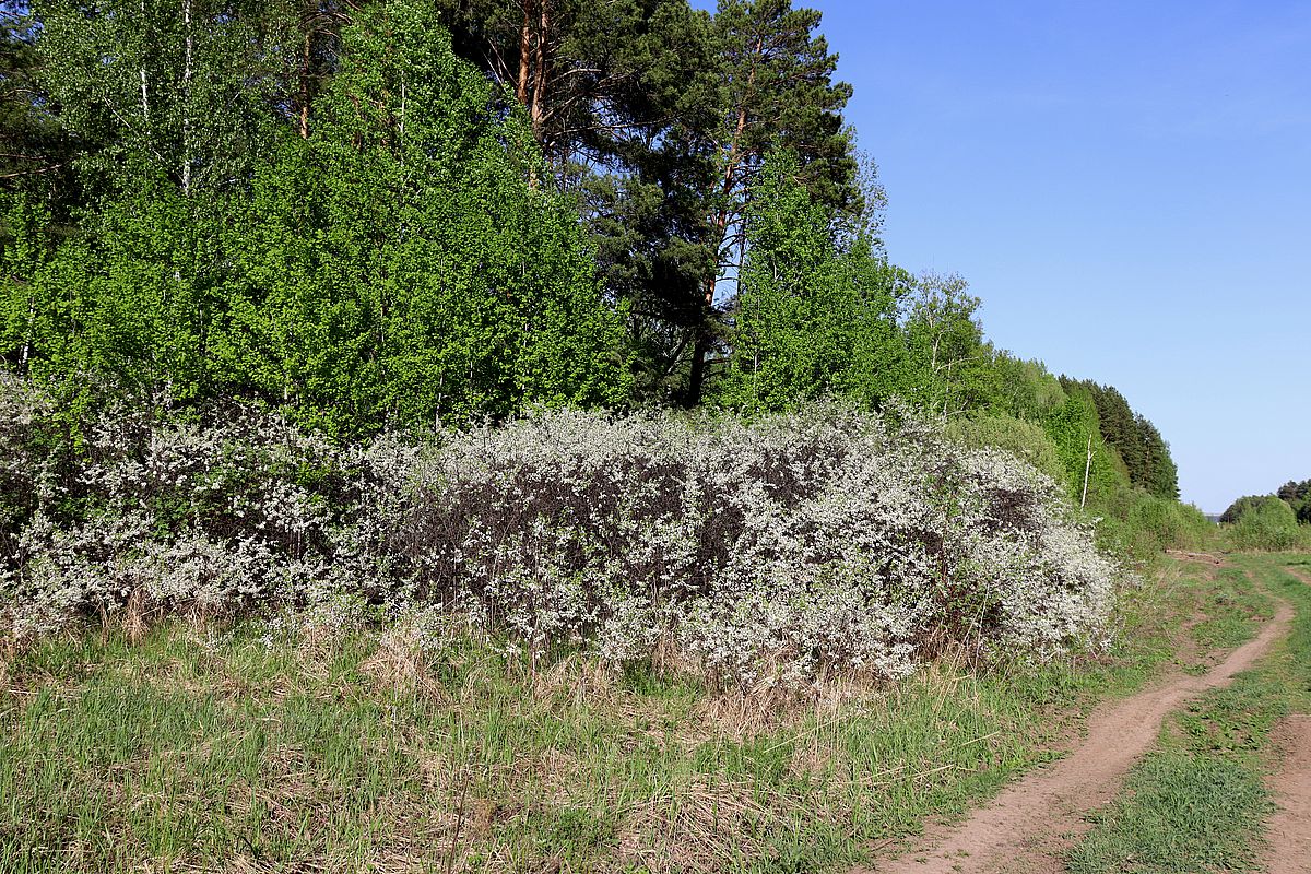 Изображение особи Prunus stepposa.