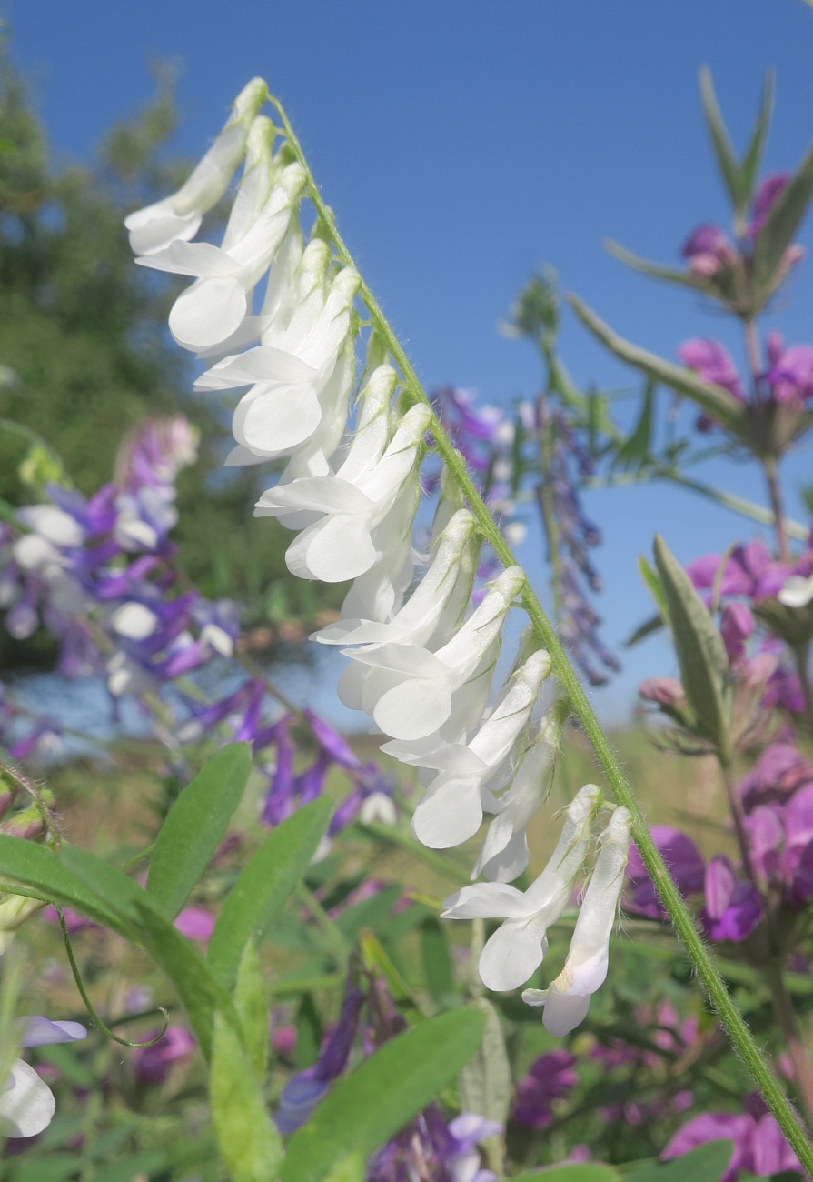 Изображение особи Vicia villosa.