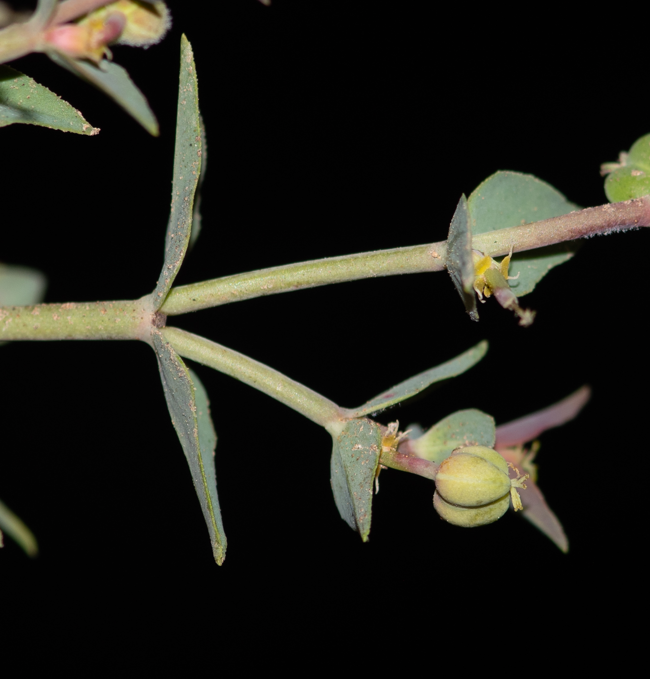 Image of Euphorbia taurinensis specimen.