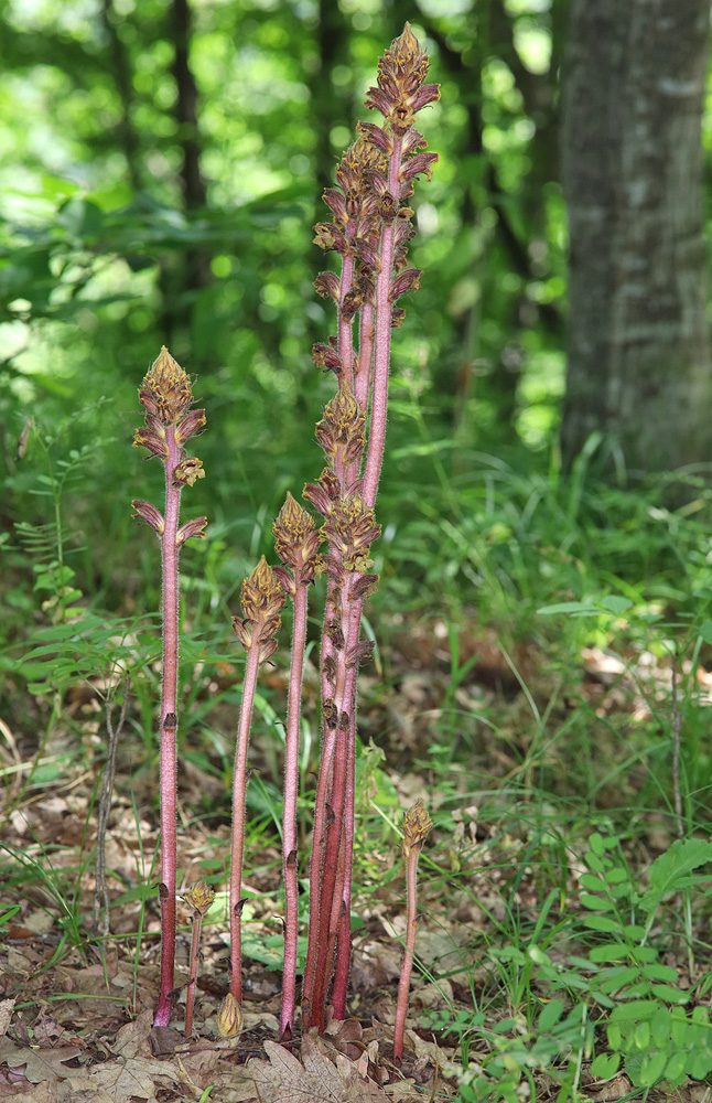 Image of Orobanche laxissima specimen.
