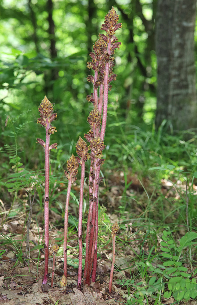 Изображение особи Orobanche laxissima.