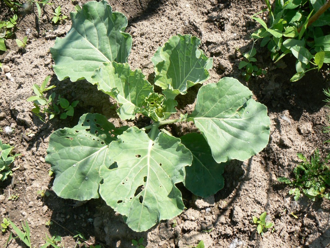 Изображение особи Brassica oleracea.