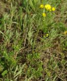 genus Ranunculus. Цветущее растение на склоне горы. Дагестан, окр. Махачкалы. 07.04.2010.