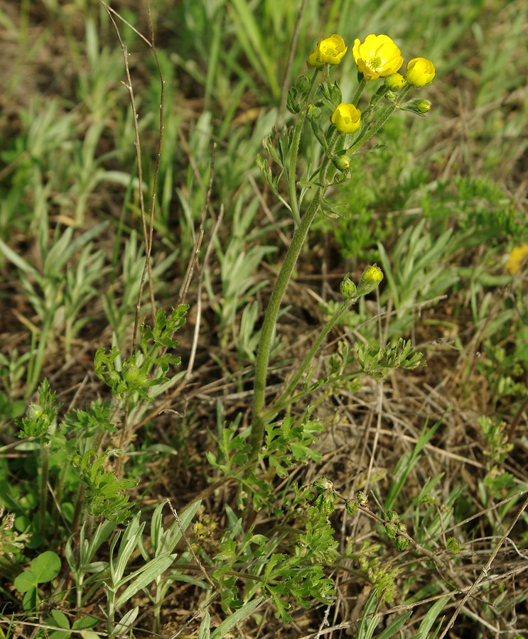 Image of genus Ranunculus specimen.