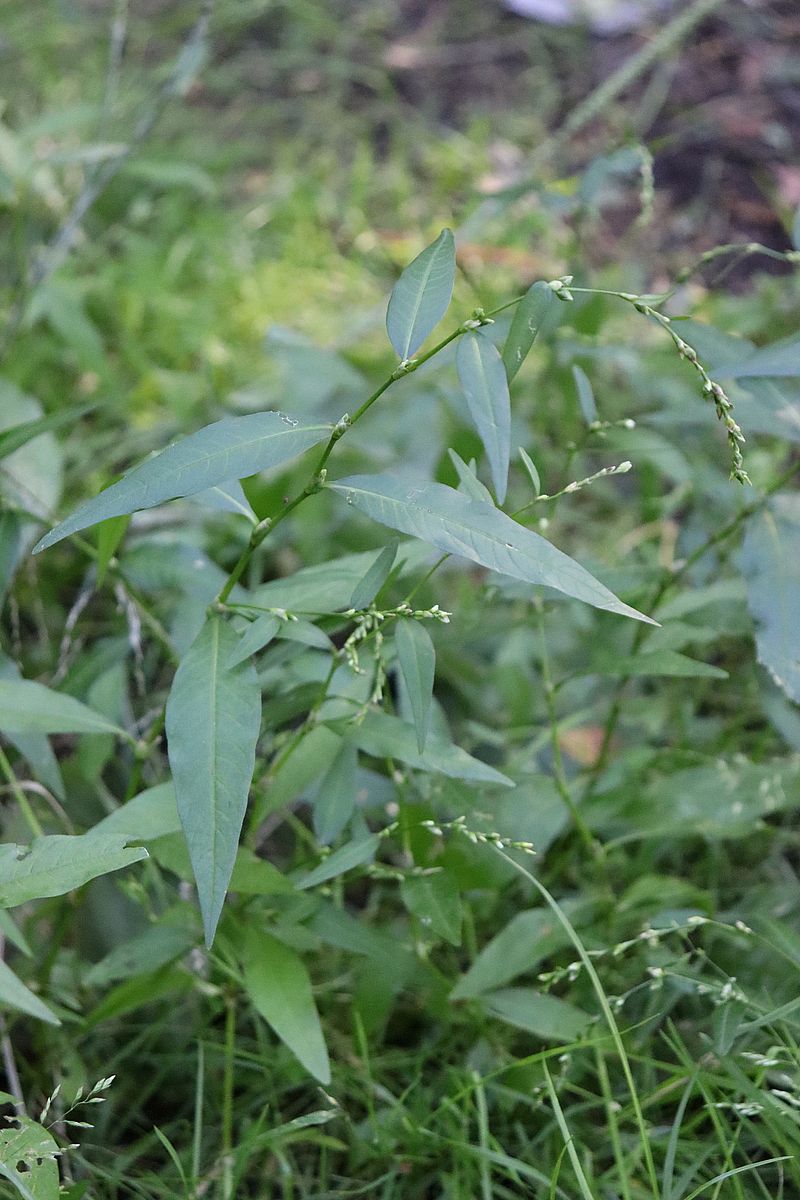 Image of Persicaria hydropiper specimen.