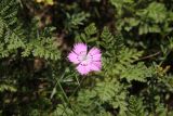 genus Dianthus. Цветок. Республика Алтай, Усть-Коксинский р-н, левый берег р. Катунь, окр. руч. Тургунда, луг. 31.07.2020.