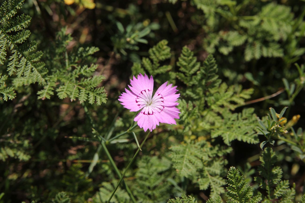 Изображение особи род Dianthus.