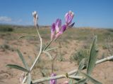 Astragalus brachypus. Верхушка побега с соцветием. Южный Казахстан, Жамбылская обл., окр. с. Акыртобе; южная часть песков Мойынкум, полузакреплённые пески. 12 мая 2021 г.