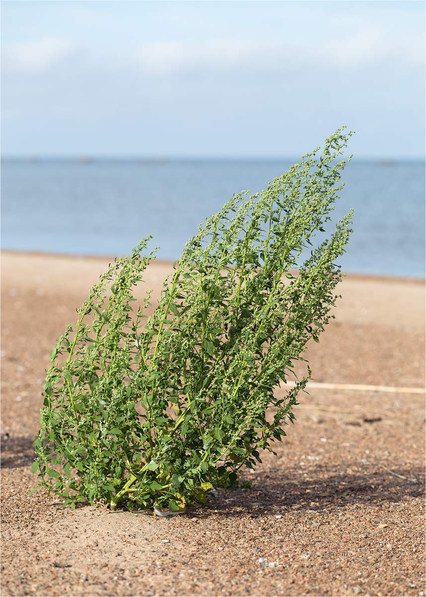 Изображение особи Chenopodium album.